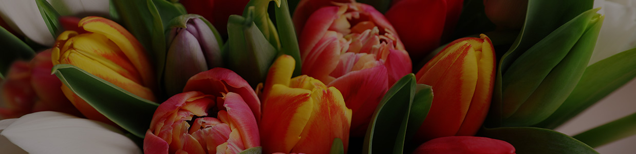 Header background: colourful flower arrangement